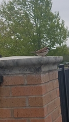 Passer domesticus