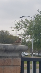Passer domesticus