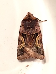 Cerastis enigmatica