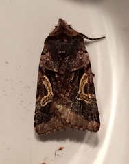 Cerastis enigmatica