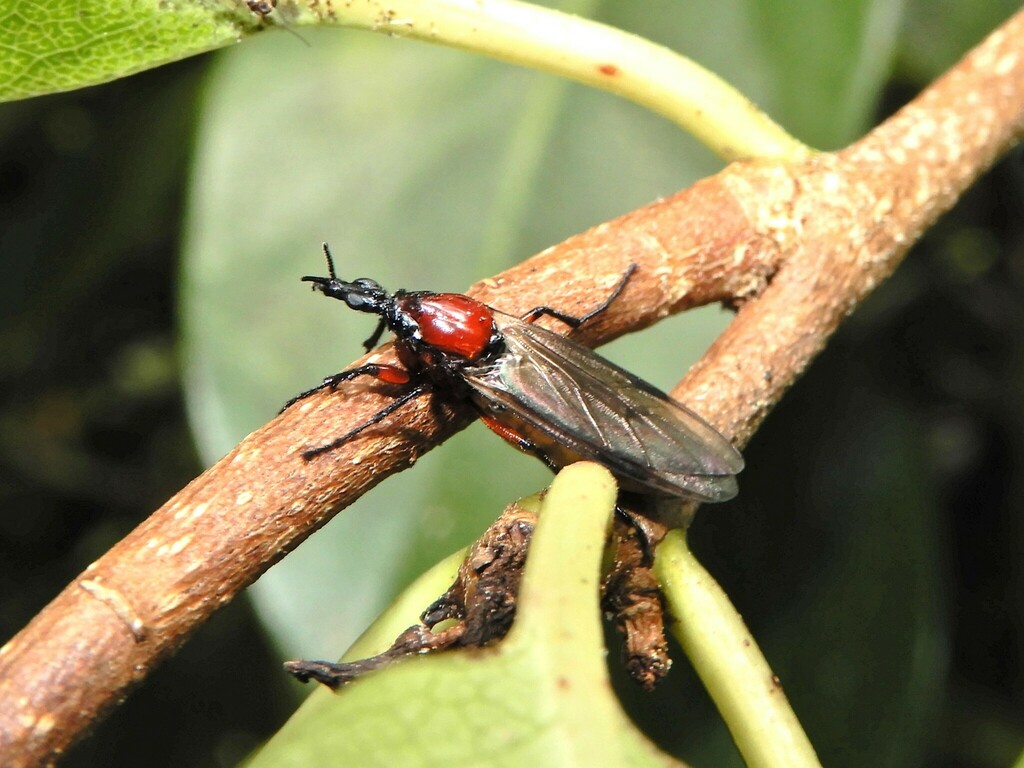 Blossom Fly