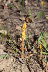 Orobanche