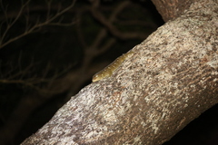 Rhacodactylus leachianus