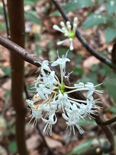 Phaleria capitata observed 2023-09-25