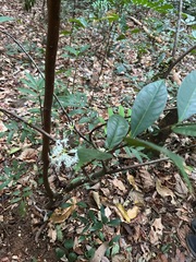 Phaleria capitata, photograph (c) Forest Botial-Jarvis, some rights reserved (CC BY)