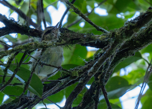 Lompobattang Leaf Warbler (Phylloscopus sarasinorum), photo 9