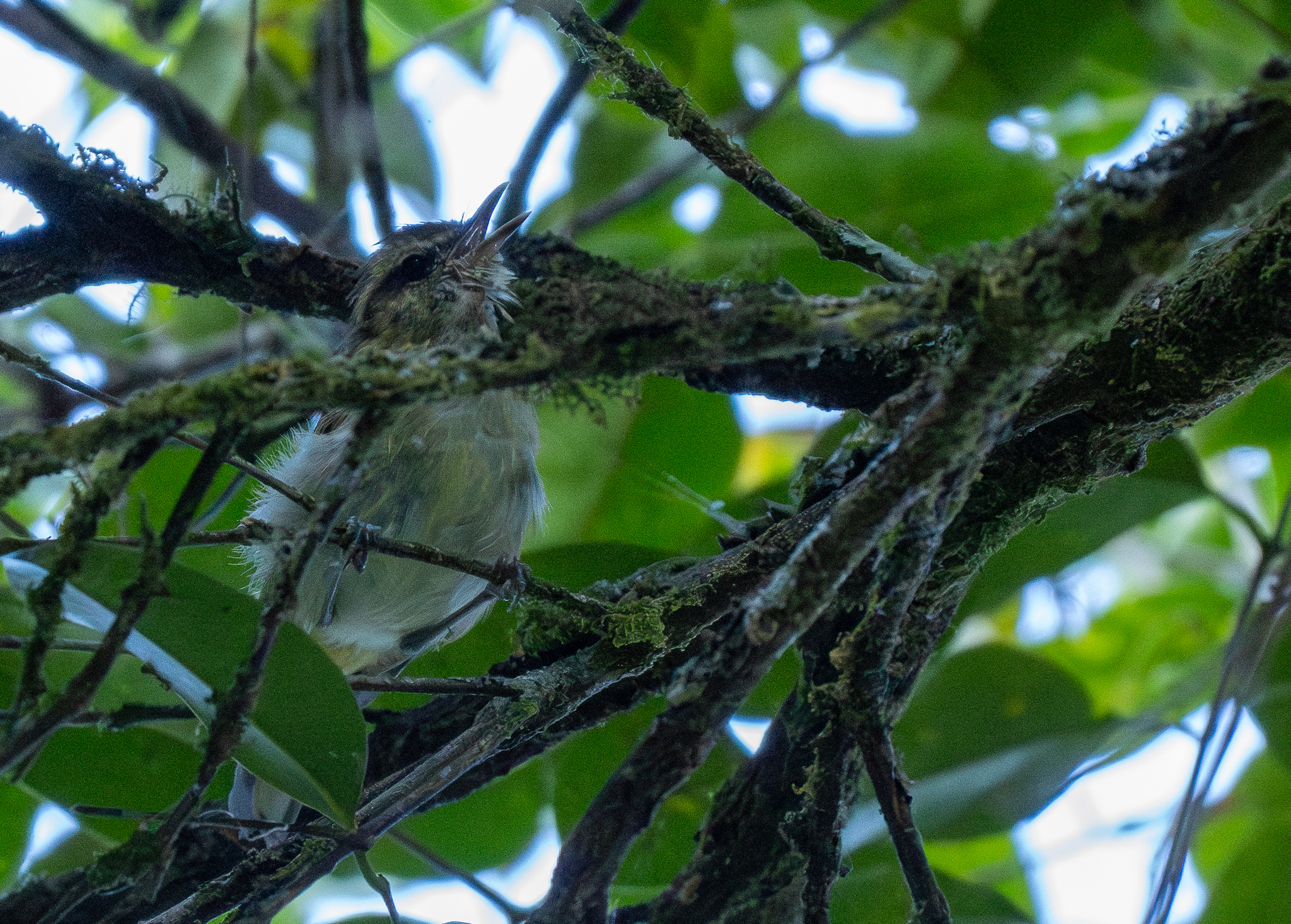 Lompobattang Leaf Warbler (Phylloscopus sarasinorum), photo 3