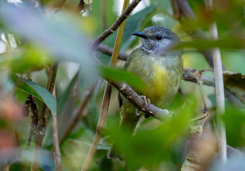 Sulawesi Heleia (Heleia squamiceps), photo 5