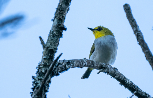 Black-ringed White-eye (Zosterops anomalus), photo 6