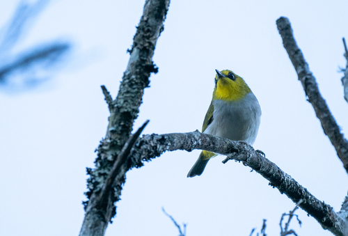 Black-ringed White-eye (Zosterops anomalus), photo 7