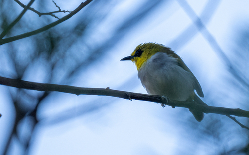 Black-ringed White-eye (Zosterops anomalus)