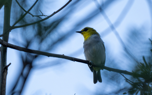 Black-ringed White-eye (Zosterops anomalus), photo 2