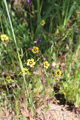 Tuberaria guttata