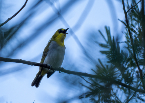 Black-ringed White-eye (Zosterops anomalus), photo 5