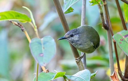 Sulawesi Heleia (Heleia squamiceps), photo 10