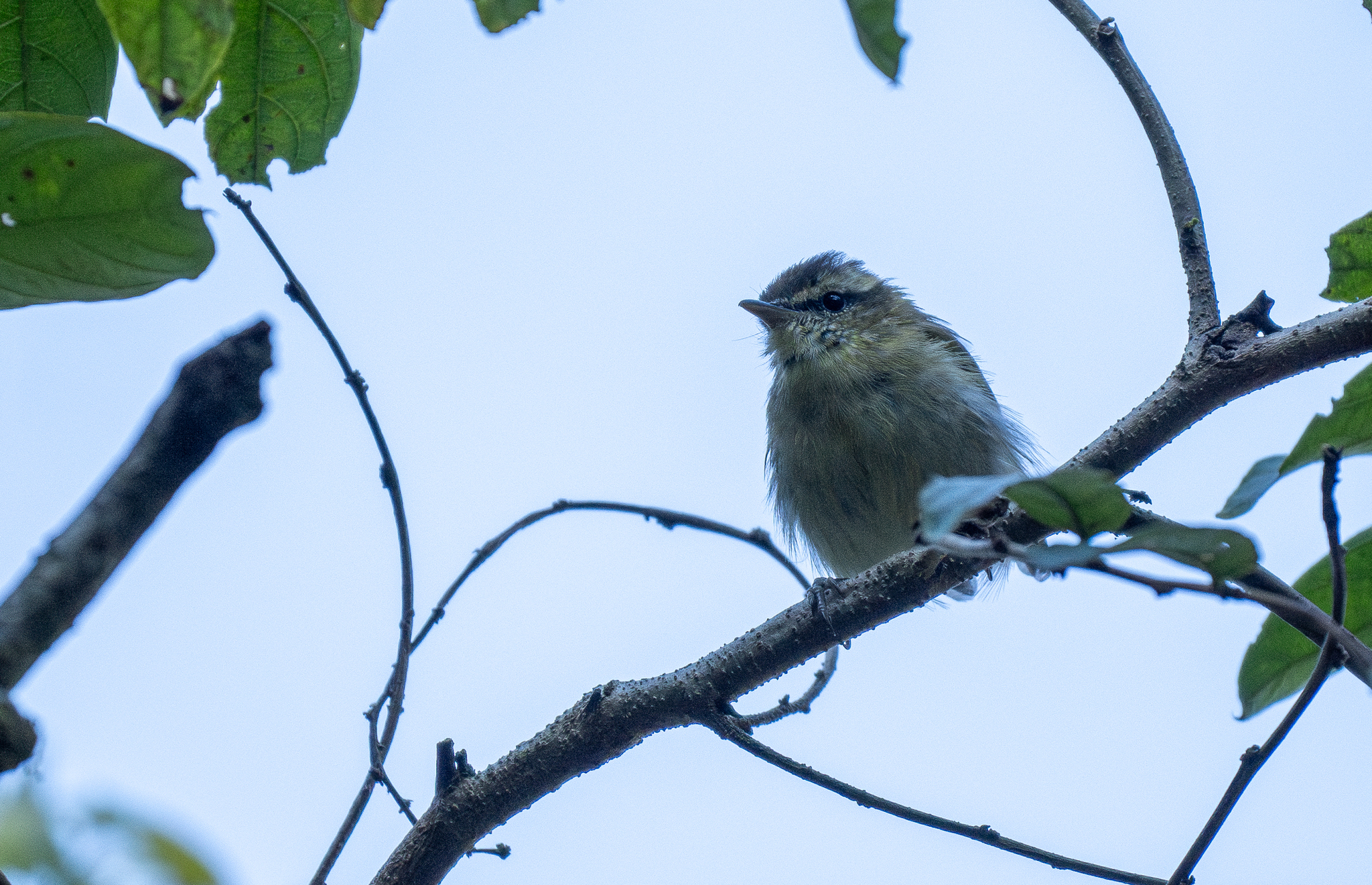 Lompobattang Leaf Warbler (Phylloscopus sarasinorum), photo 1