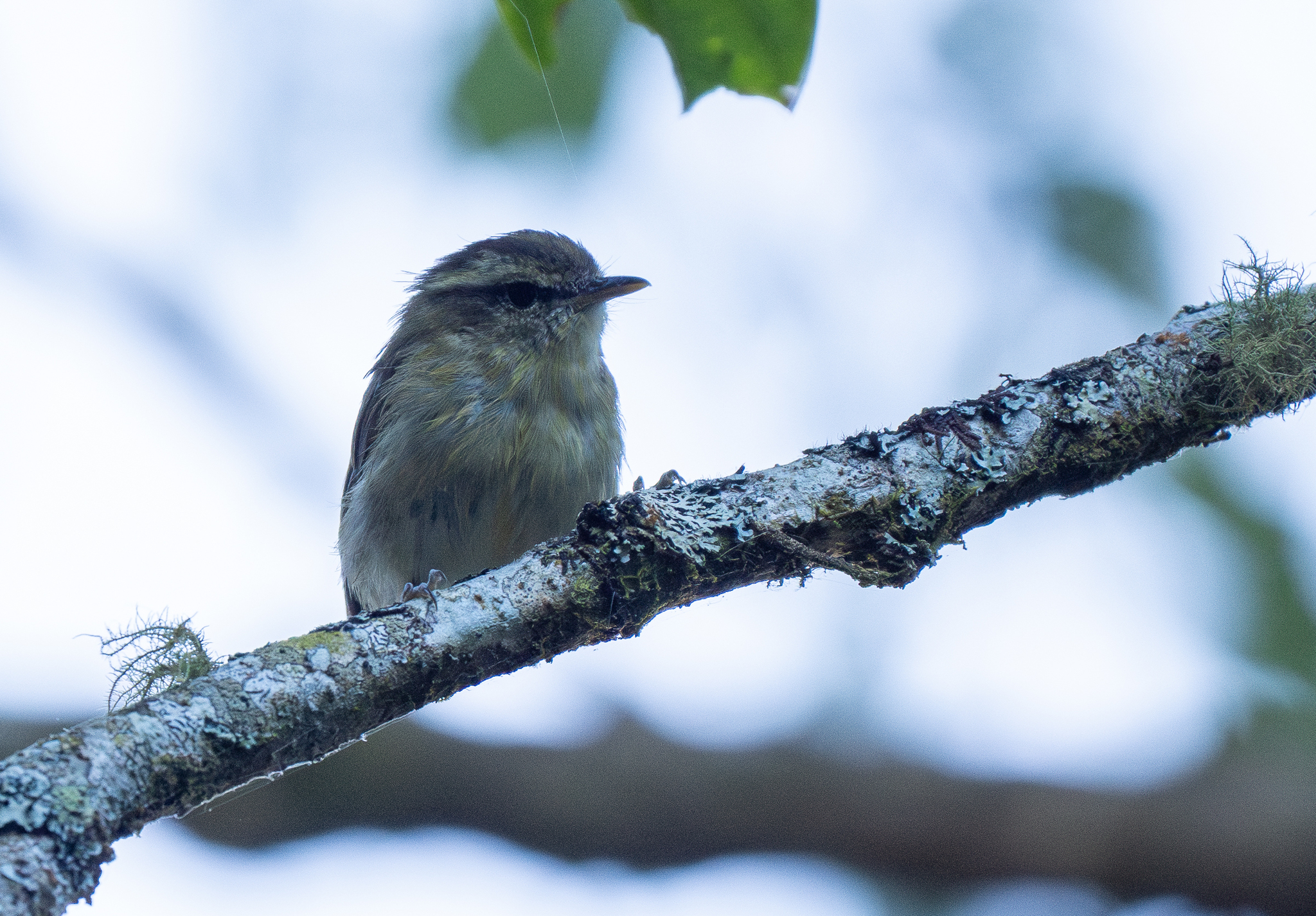Lompobattang Leaf Warbler (Phylloscopus sarasinorum), photo 2