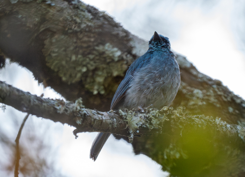 Turquoise Flycatcher (Eumyias panayensis), photo 4