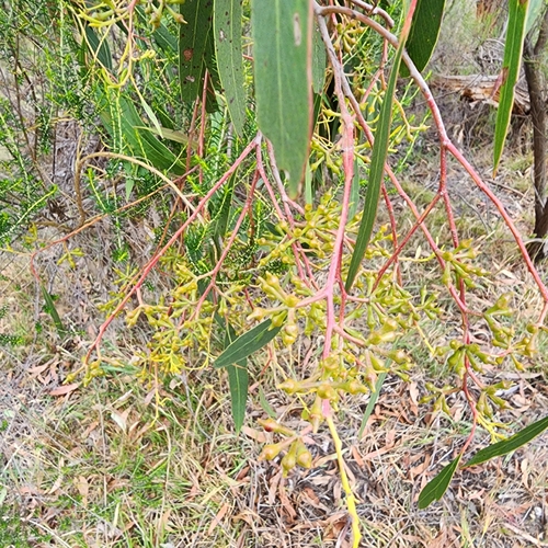 Image of Eucalyptus macrorhyncha by (c) Wendy F, some rights reserved (CC BY)