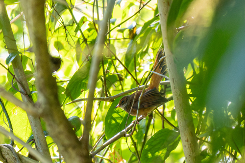 Sulawesi Fantail (Rhipidura teysmanni)