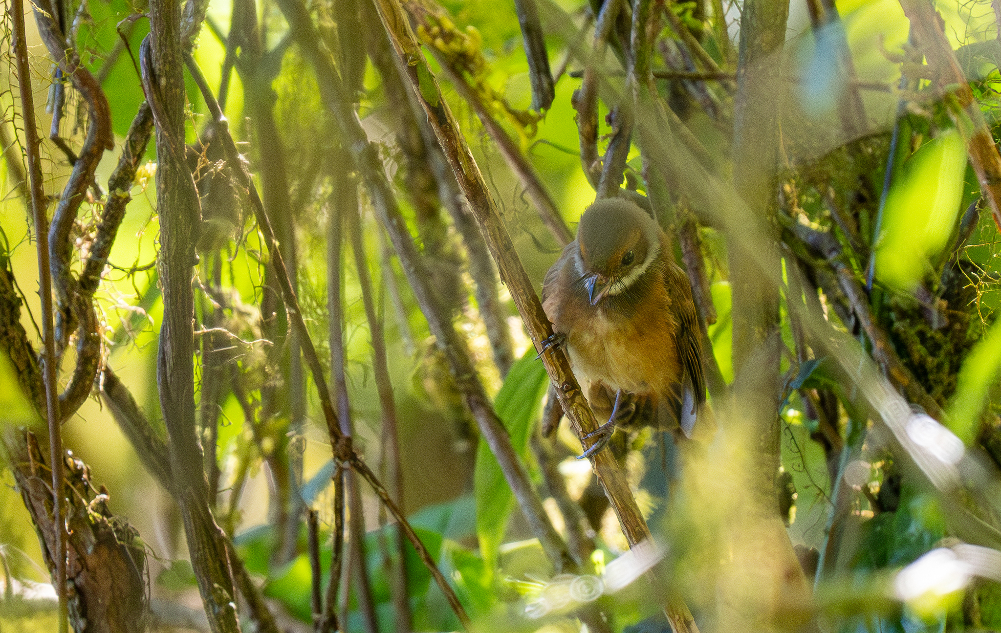 Sulawesi Fantail (Rhipidura teysmanni), photo 2