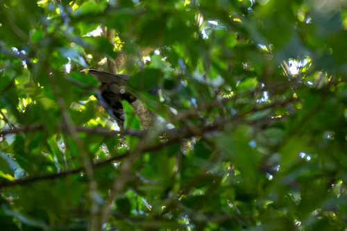 Piping Crow (Corvus typicus)
