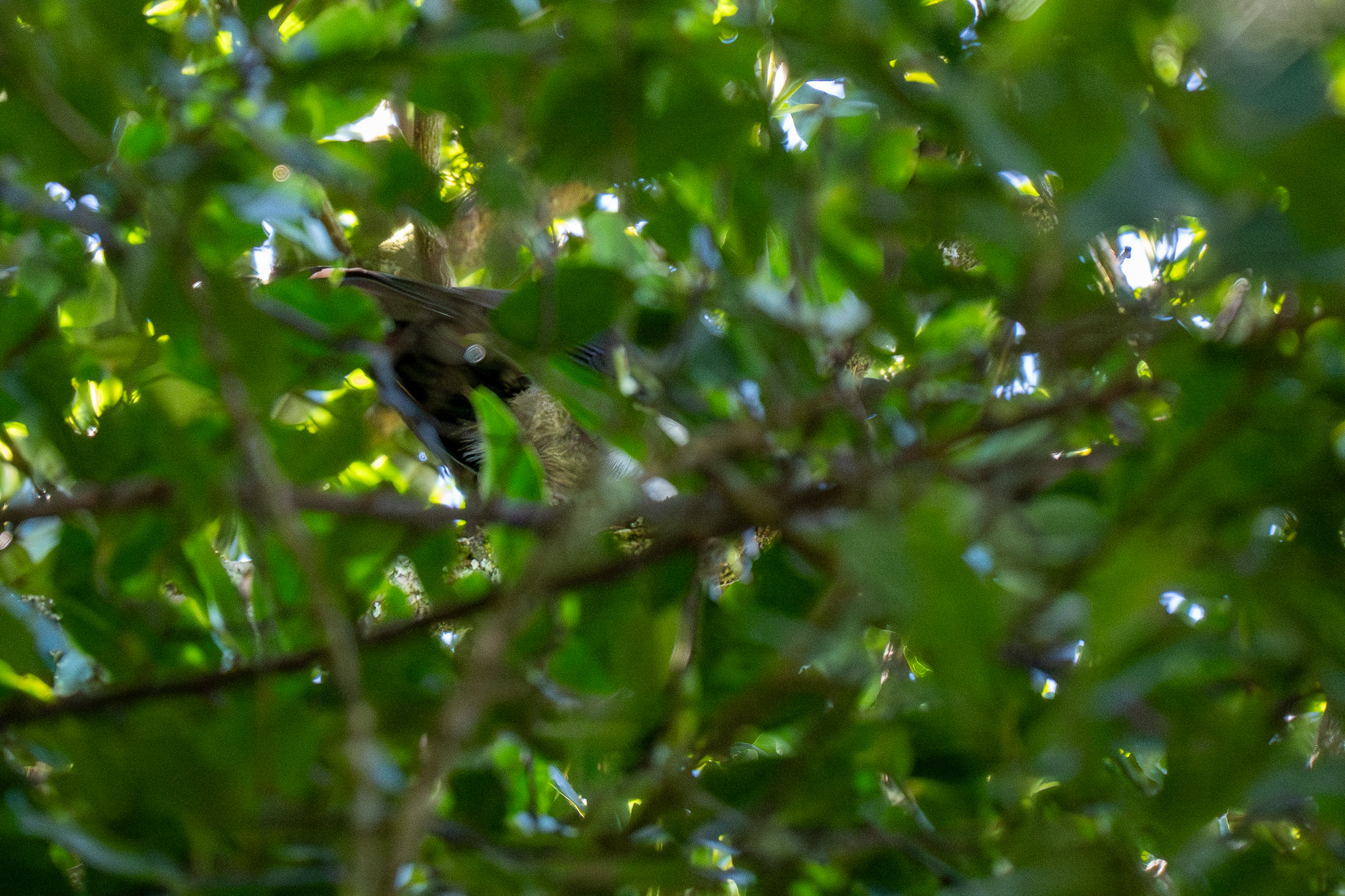 Piping Crow (Corvus typicus), photo 1