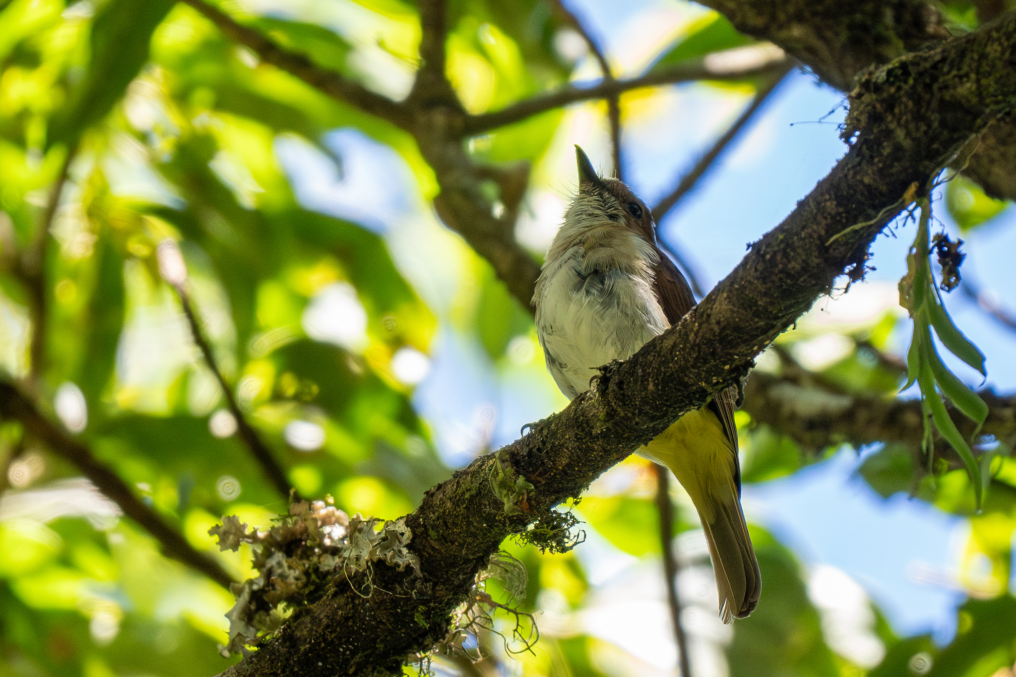 Sulphur-vented Whistler (Pachycephala sulfuriventer), photo 7