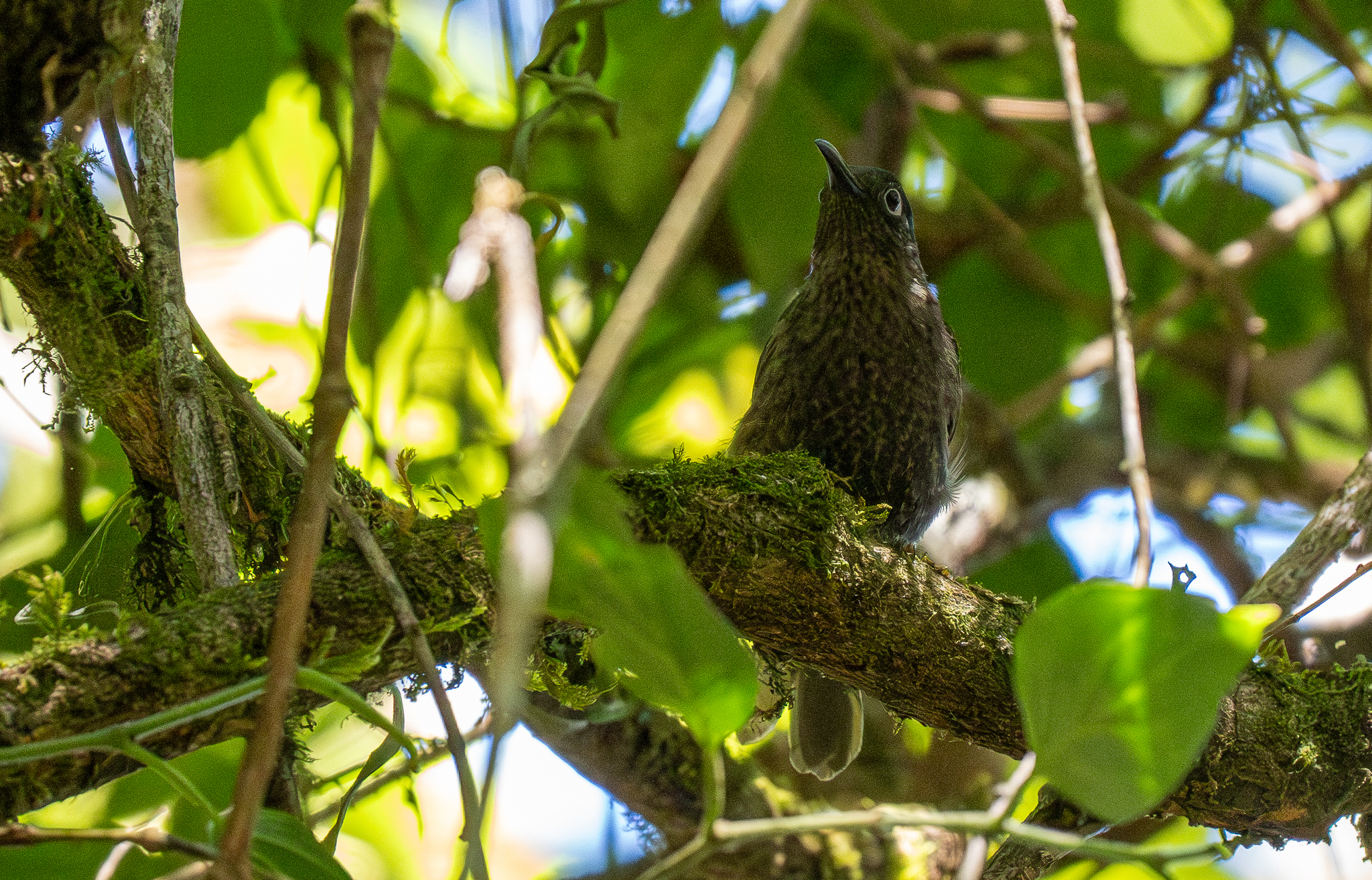 Dark-eared Myza (Myza celebensis), photo 4