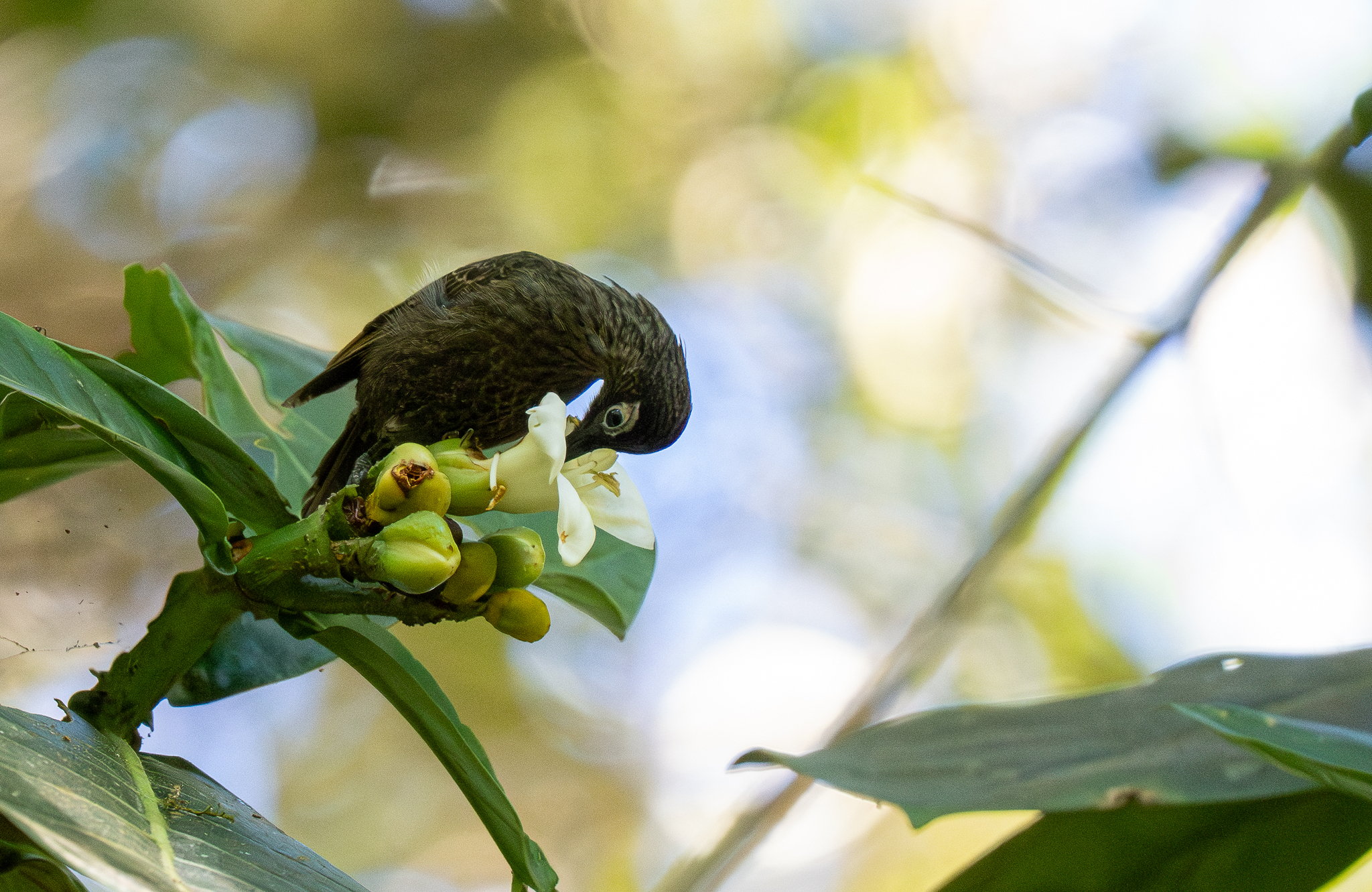 Dark-eared Myza (Myza celebensis), photo 8