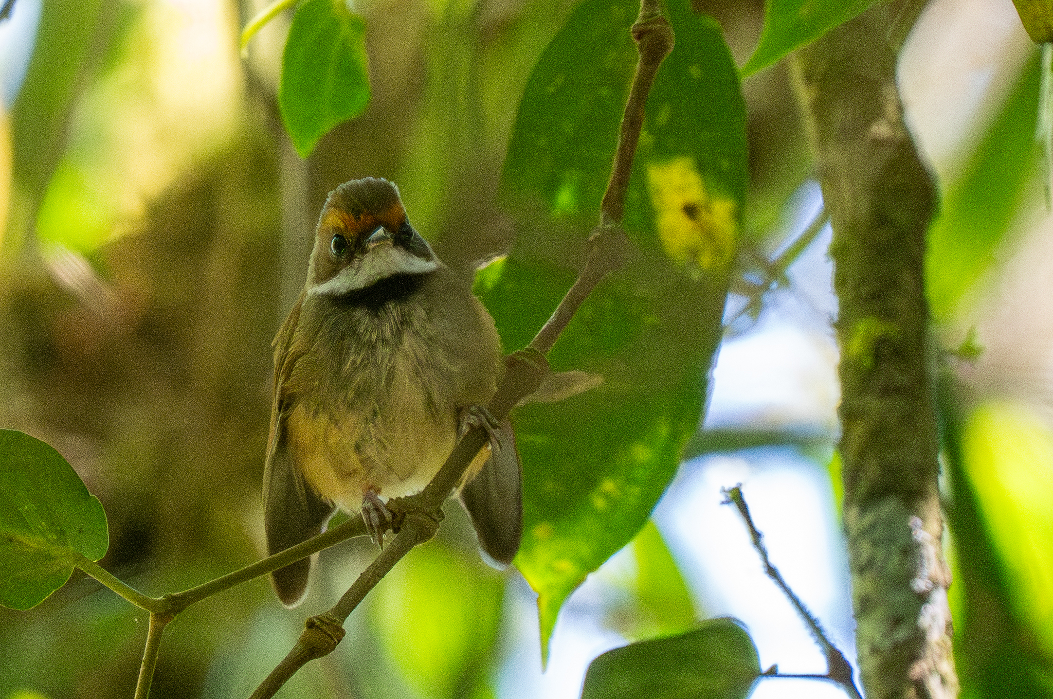 Sulawesi Fantail (Rhipidura teysmanni), photo 3