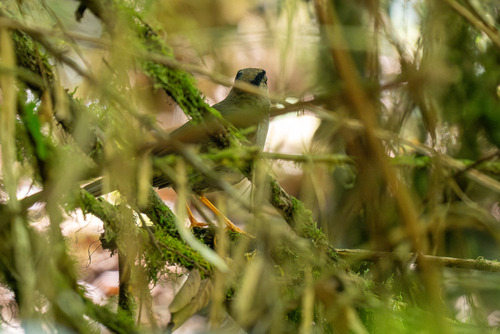 Sulawesi Thrush (Turdus turdoides), photo 6
