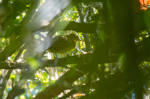 Malia (Malia grata), photo 7