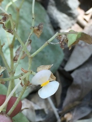Begoniaceae