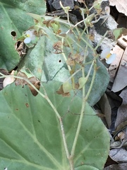 Begoniaceae