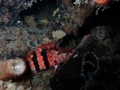 Hypoplectrodes nigroruber