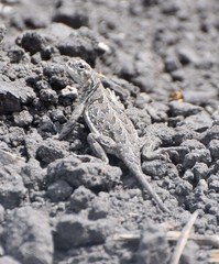 Holbrookia subcaudalis