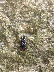 Thyrsophorinae
