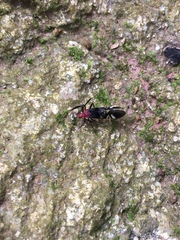 Thyrsophorinae