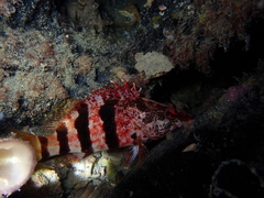 Hypoplectrodes nigroruber