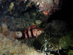 Hypoplectrodes nigroruber