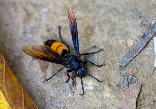 Greater Banded Hornet