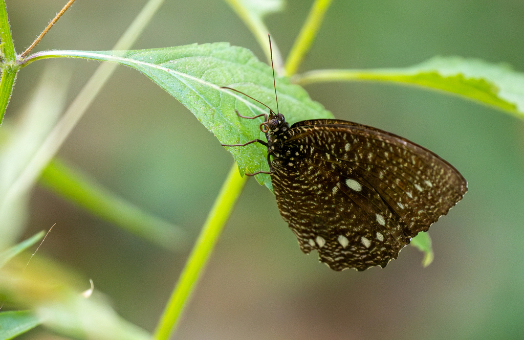 Elymnias hewitsoni
