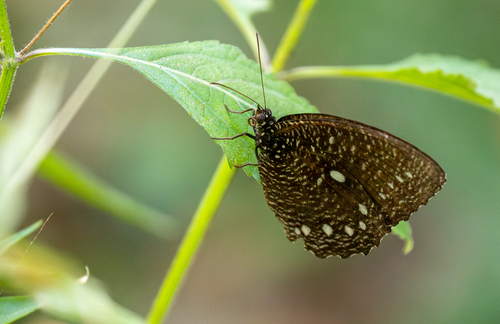 Elymnias hewitsoni