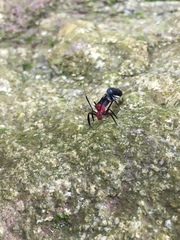 Thyrsophorinae