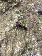 Thyrsophorinae