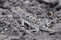 Holbrookia subcaudalis