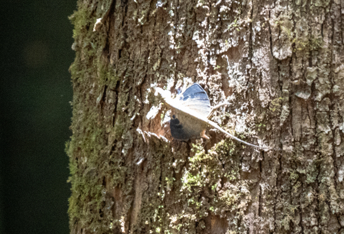 Walker's Gliding Dragon, Draco walkeri