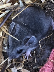 Peromyscus gambelii