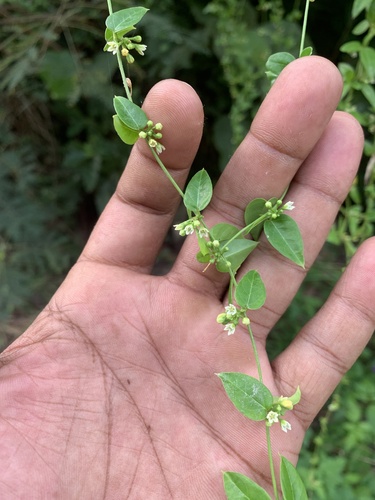 Metastelma decipiens, 2023-11-19